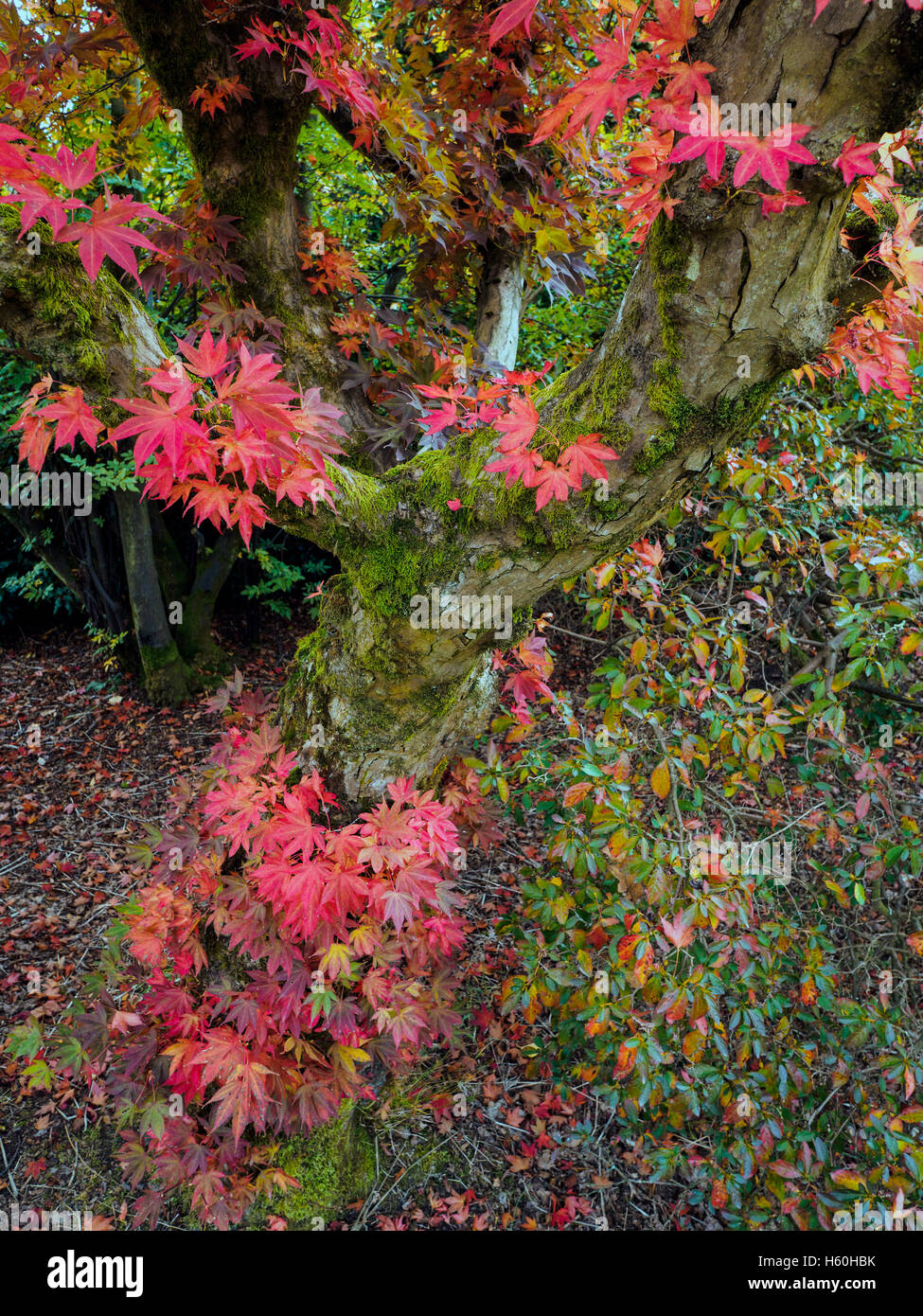 Japanese Maple (Acer palmatum) in Autumn Colours Stock Photo