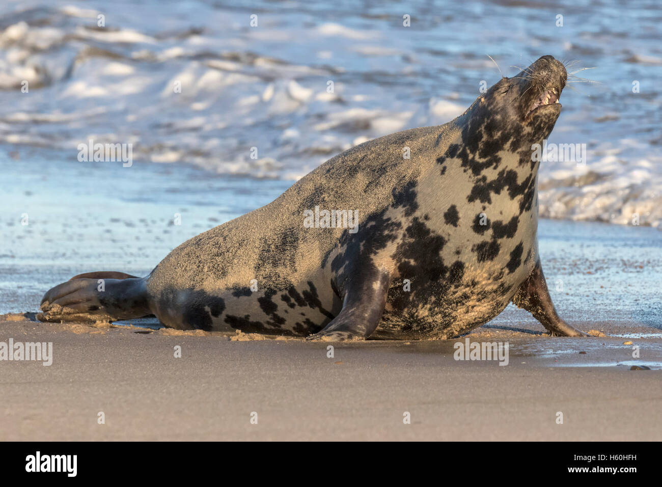 Grey Seal female - aggression Stock Photo
