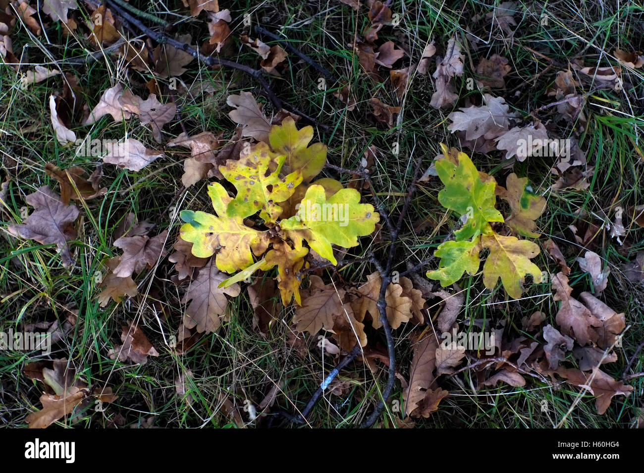 Autumn leaves lay on the ground in Richmond Park, London, Britain October 22, October 2016. Copyright photograph John Voos Stock Photo