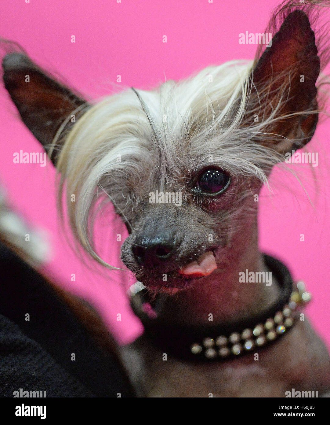 chinese crested kennel