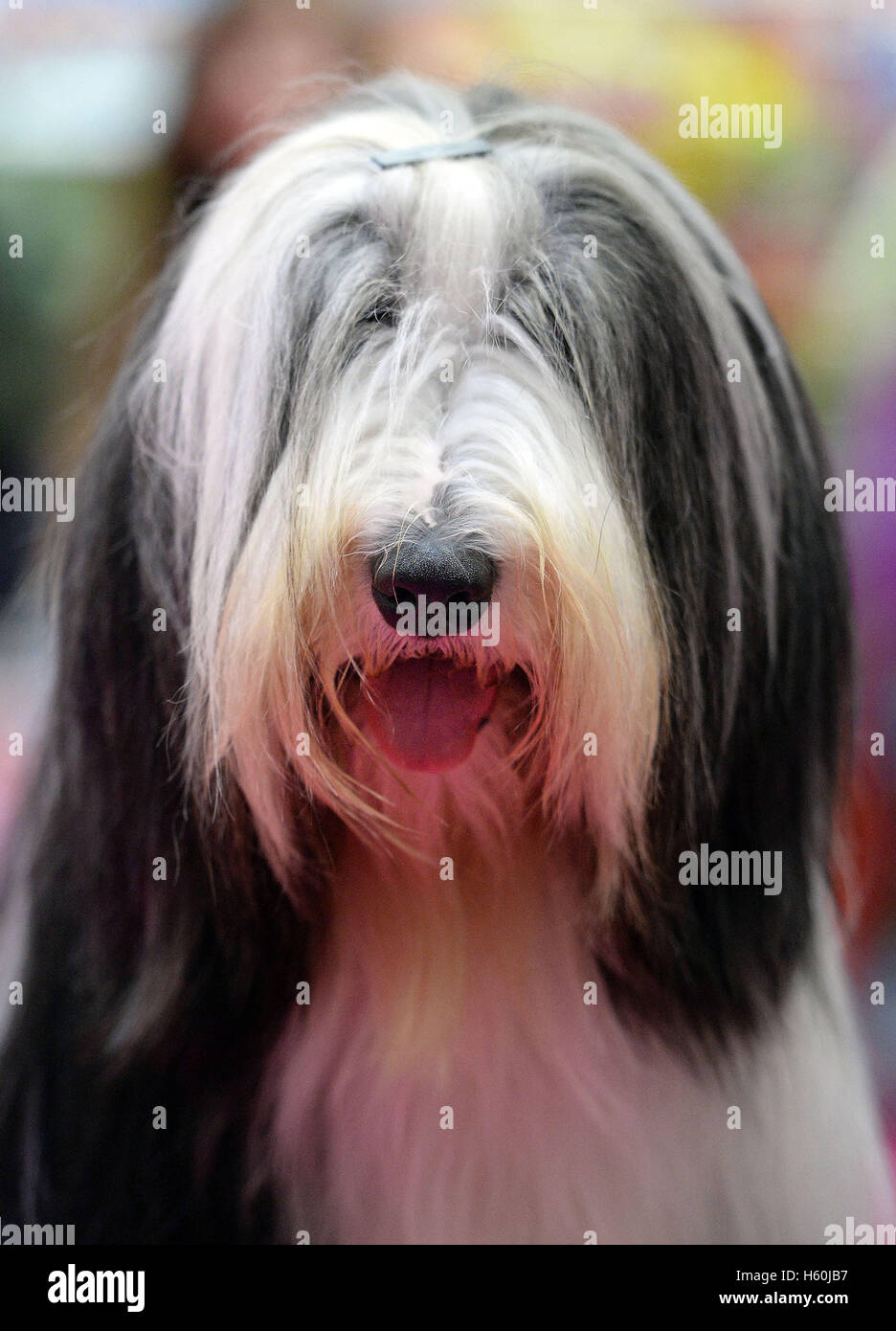Dusty the Bearded Collie during day one of Kennel club's Eukanuba Discover Dogs show at the ExCeL in London. Stock Photo