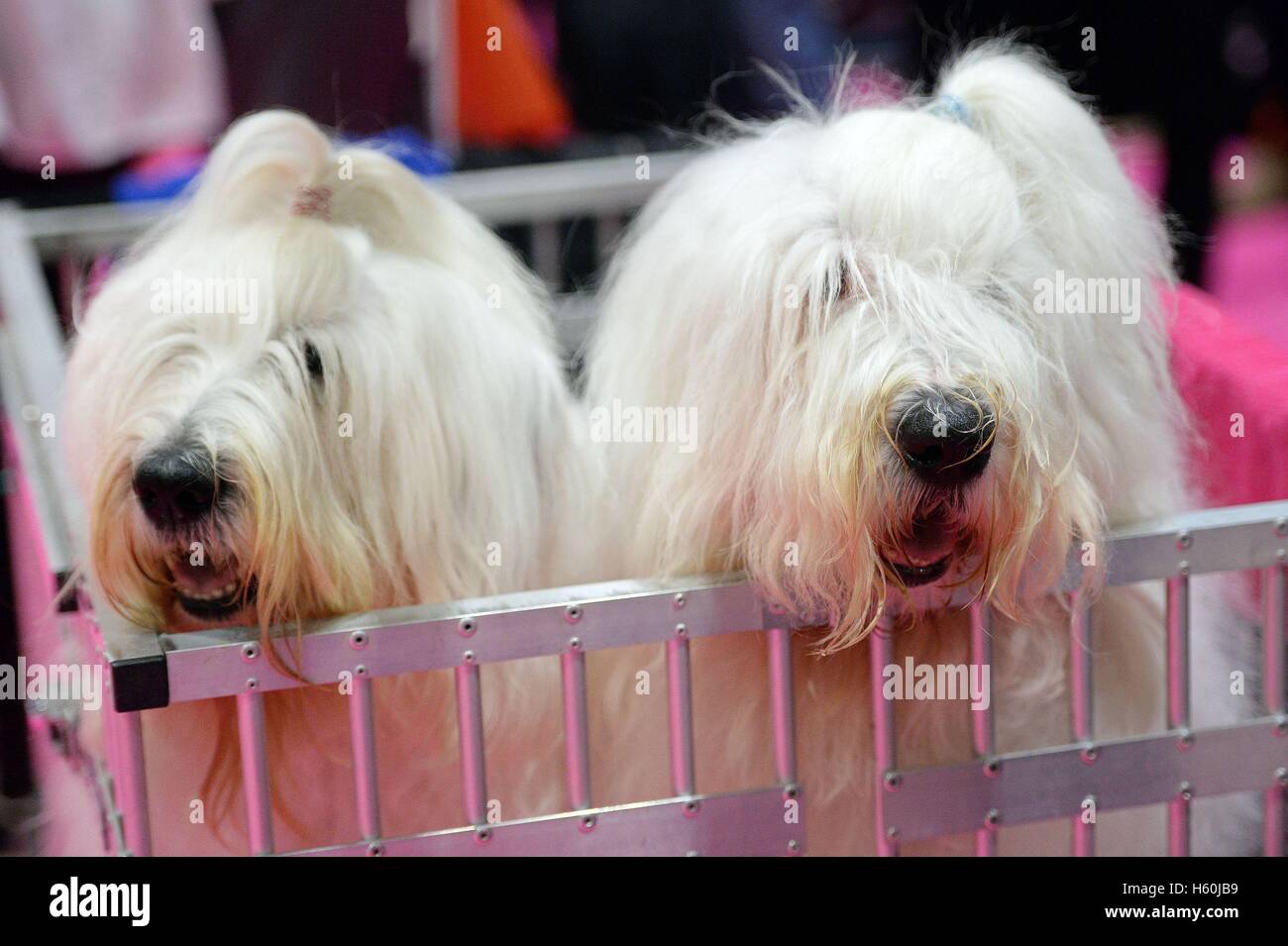 Old english sheepdog uk hi-res stock photography and images - Alamy