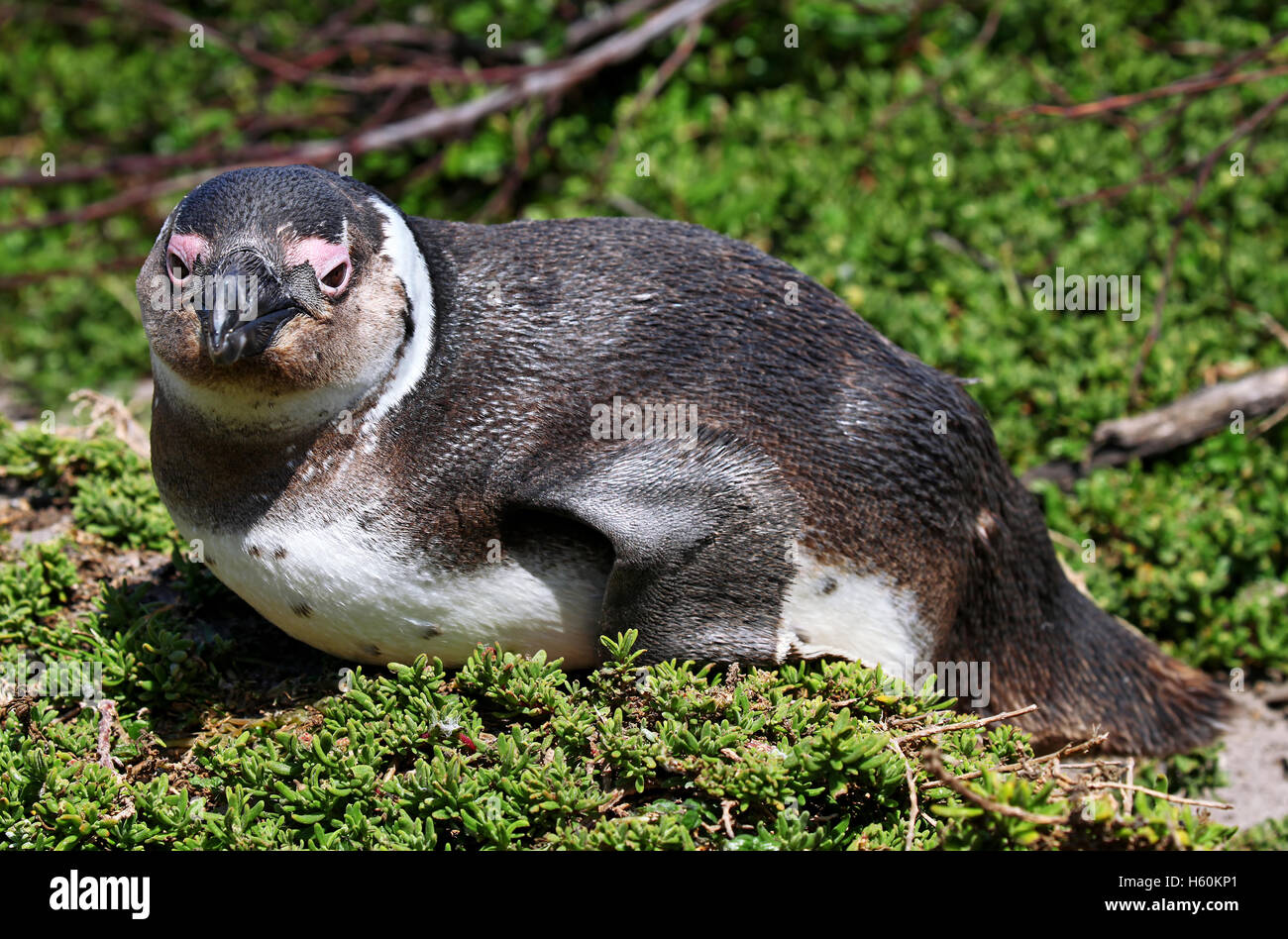 Brillenpinguin. Stony Point, Südafrika, African penguin, South Africa Stock Photo