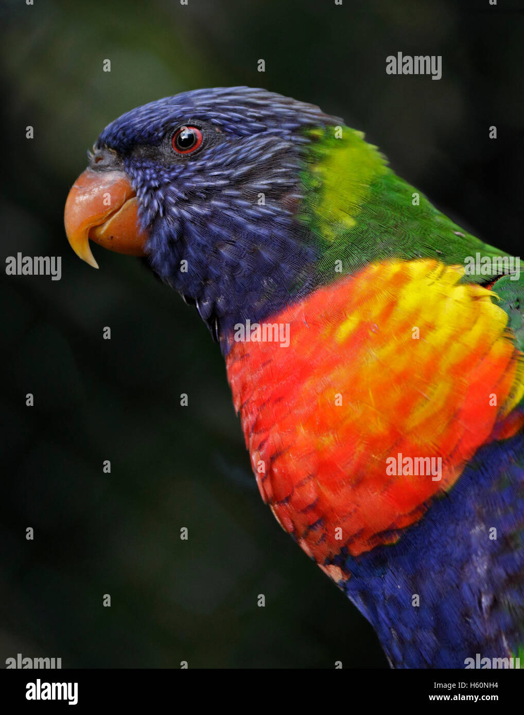 Rainbow Lorikeet (trichoglossus moluccanus) Stock Photo