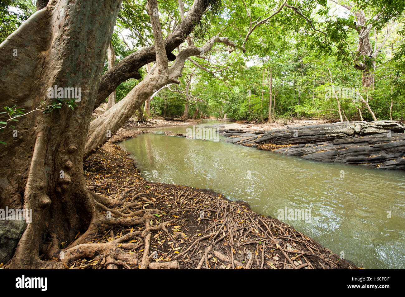River, Yala National Park, Sri Lanka Stock Photo