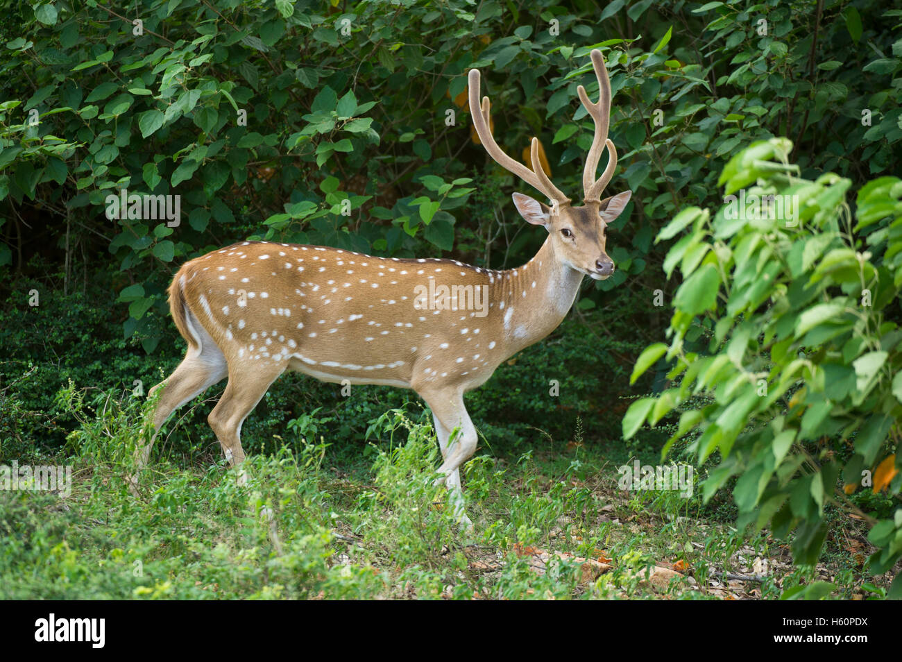 Male spotted deer, (Axis axis), Yala National Park, Sri Lanka Stock Photo Alamy