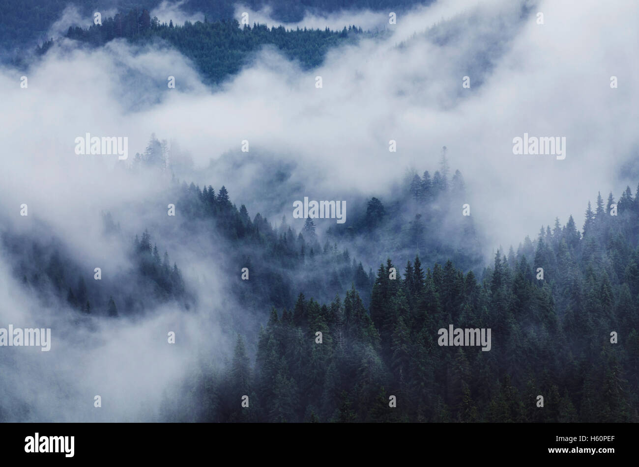 misty mountain landscape with pine tree forest Stock Photo
