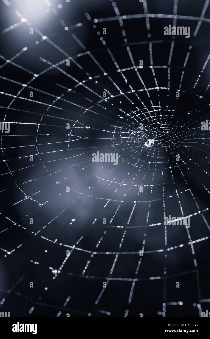 abstract spider web dark background Stock Photo
