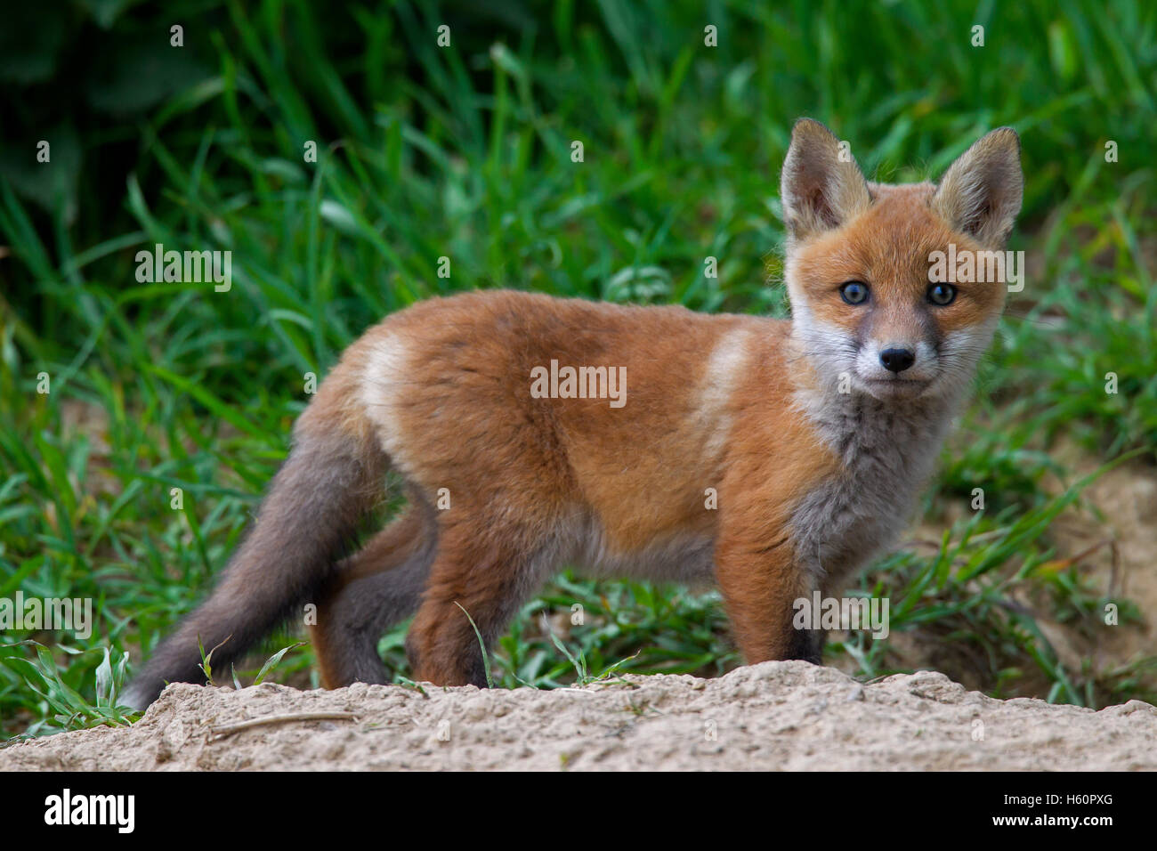 Cute red fox ( Vulpes vulpes) cub / kit at entrance of den in meadow in spring Stock Photo