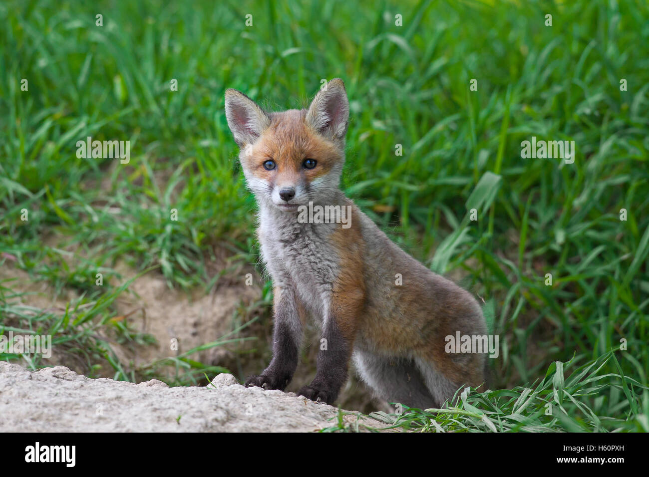 Cute red fox ( Vulpes vulpes) cub / kit at entrance of den in meadow in spring Stock Photo