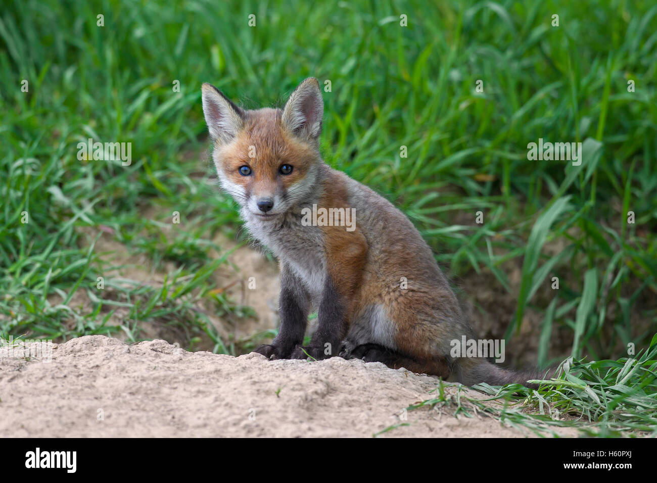 Red fox ( Vulpes vulpes) cub / kit  sitting at entrance of den in grassland in spring Stock Photo