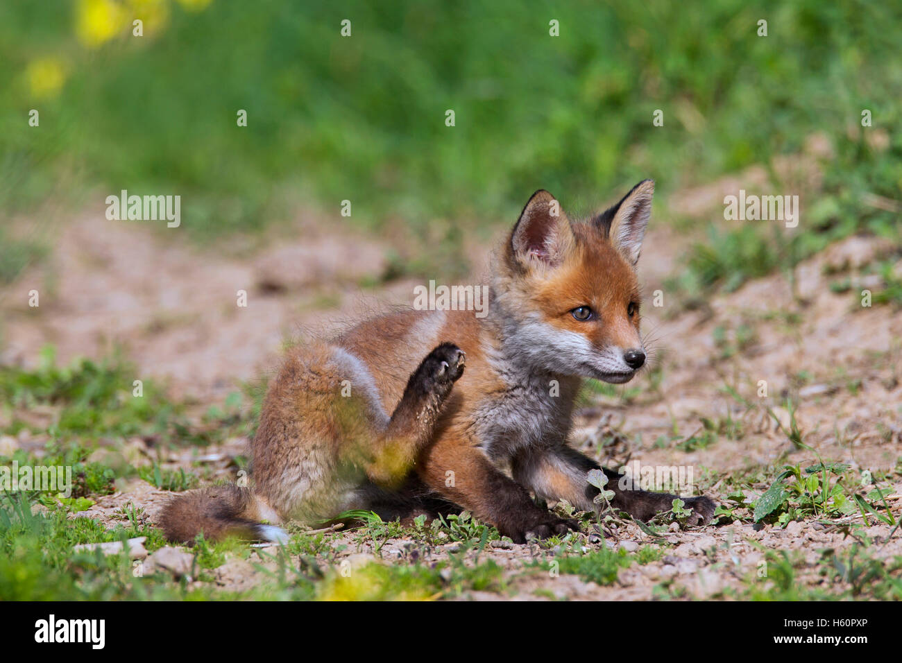 Red fox ( Vulpes vulpes) cub / kit scratching fur with hind leg in spring Stock Photo