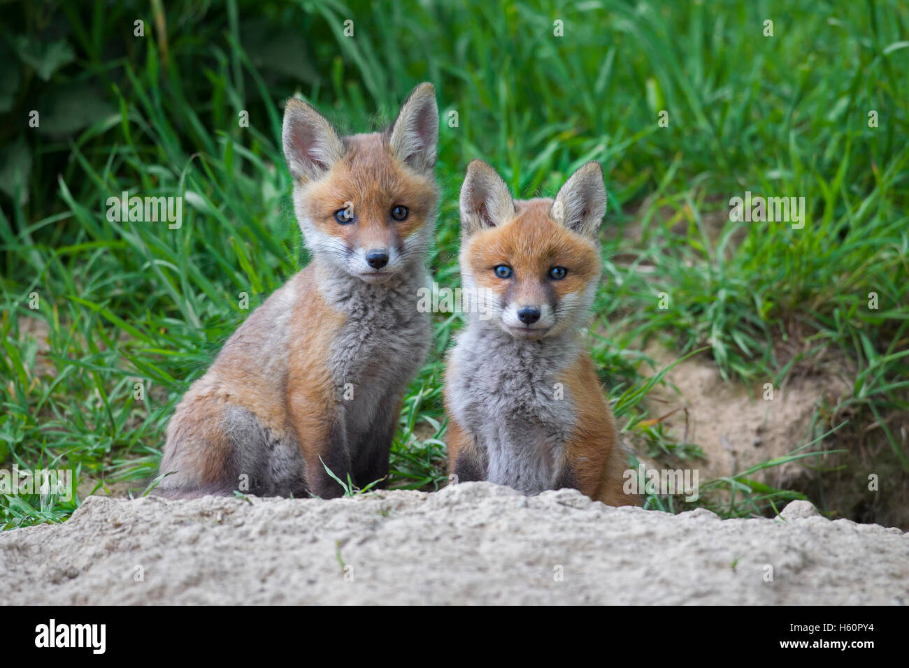 Red Fox Cubs High Resolution Stock Photography And Images Alamy