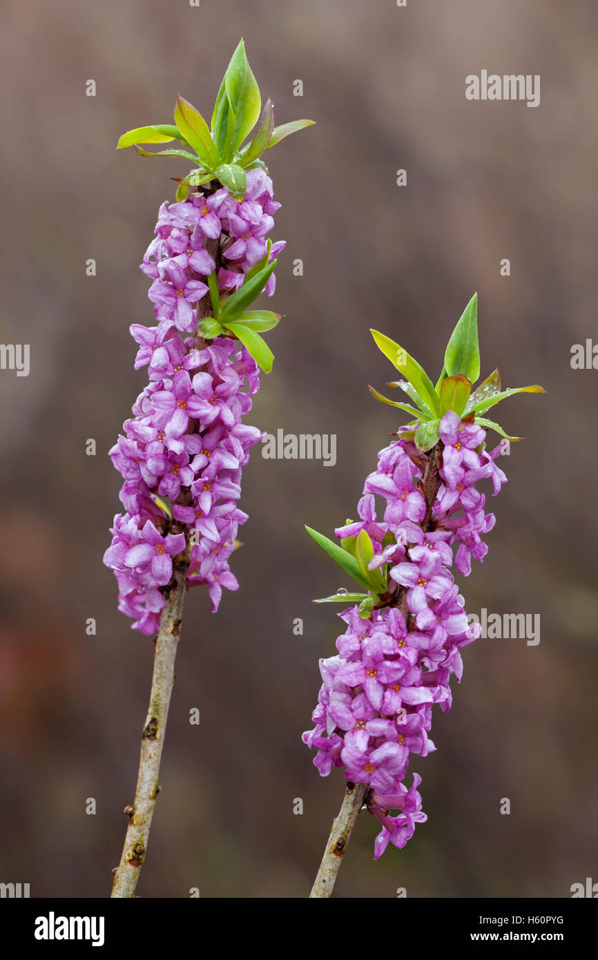 February daphne / mezereon / spurge laurel (Daphne mezereum) flowering in spring Stock Photo