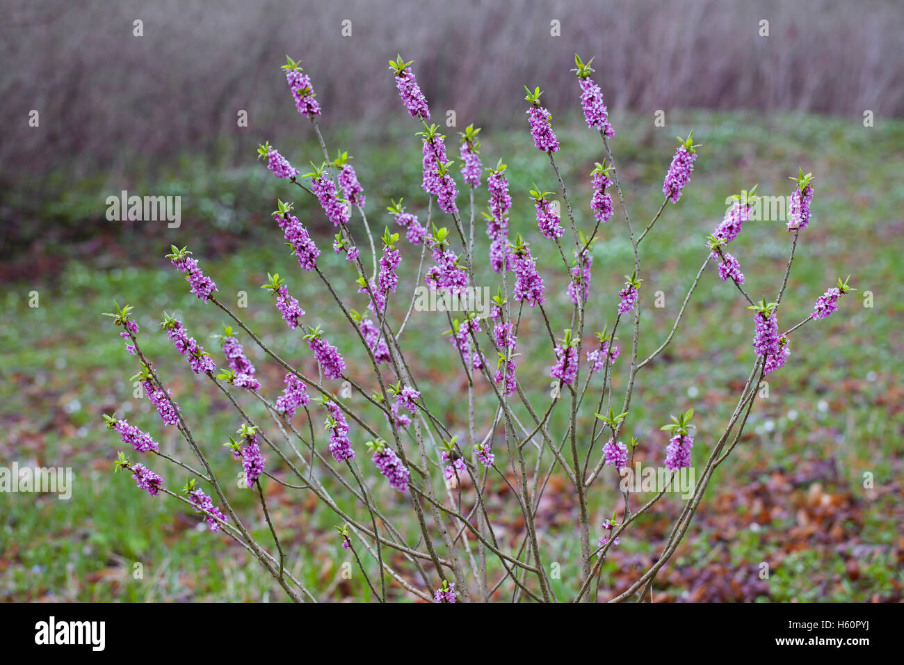 February daphne / mezereon / spurge laurel (Daphne mezereum) flowering in spring Stock Photo
