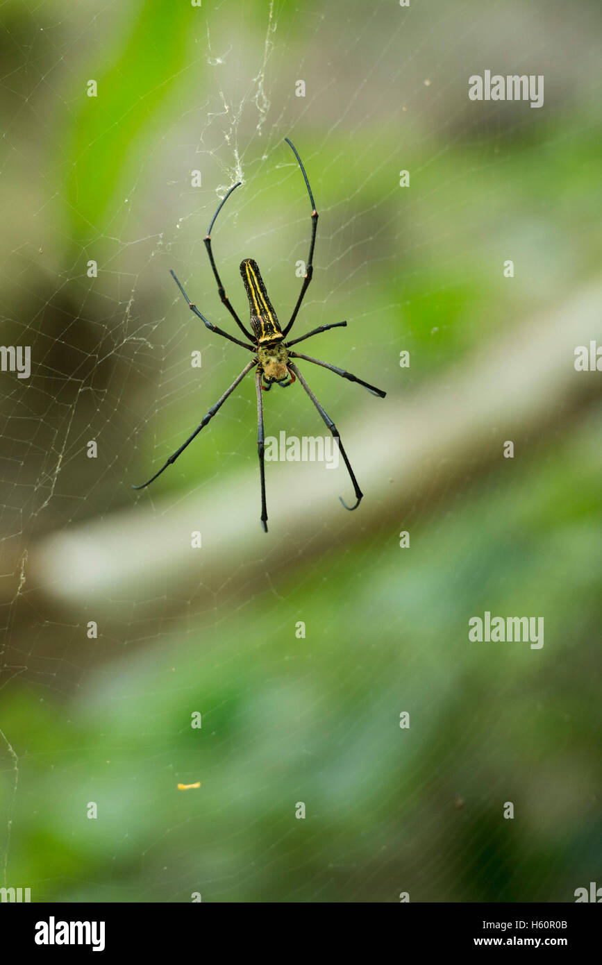 Spider, Ella, Sri Lanka Stock Photo