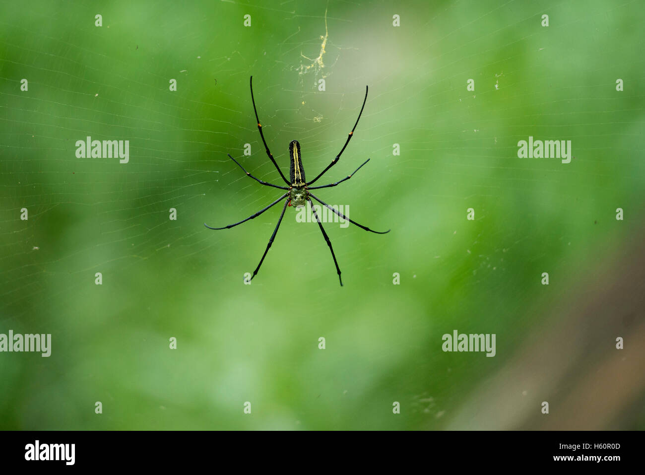 Spider, Ella, Sri Lanka Stock Photo