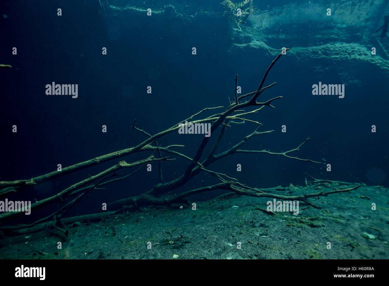 Diving in Aktun Ha Carwash Cenote, Tulum Yucatan Peninsula, Mexico Stock Photo