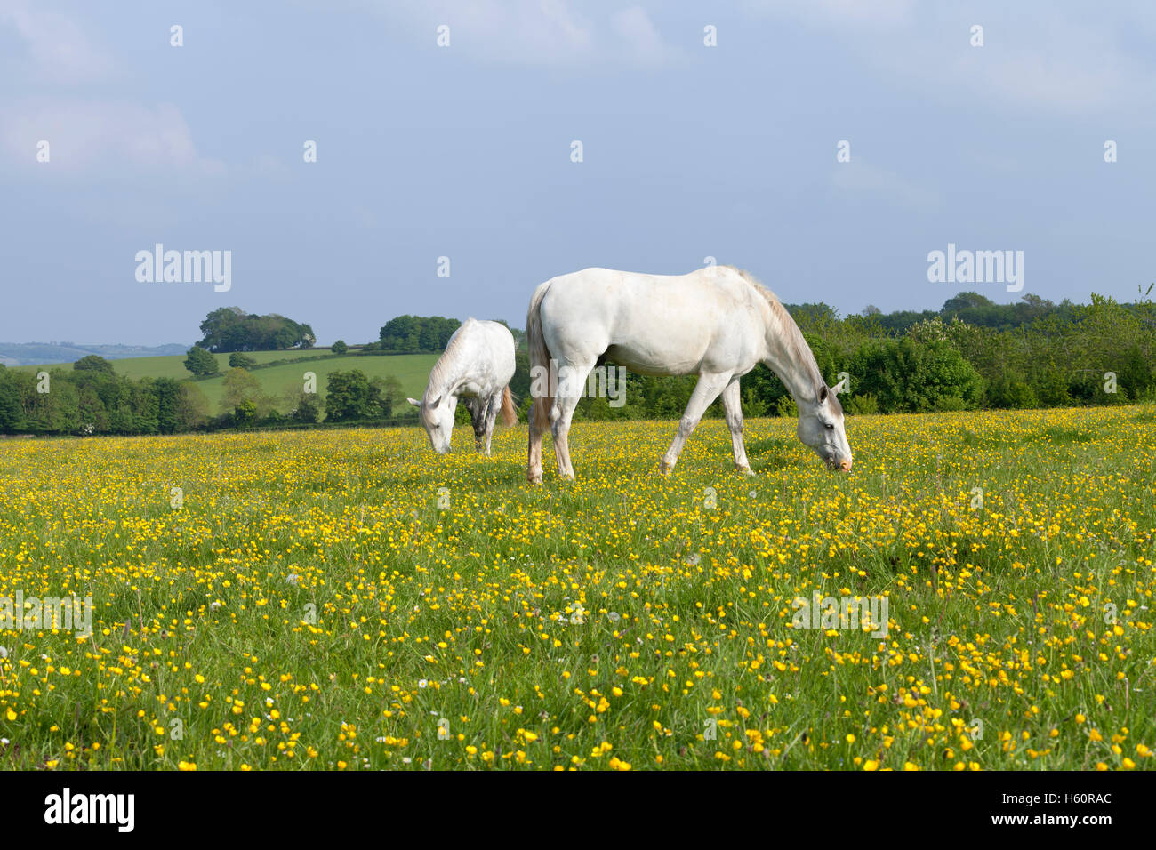 Two white horses grazing on a lush field covered with yellow flowers