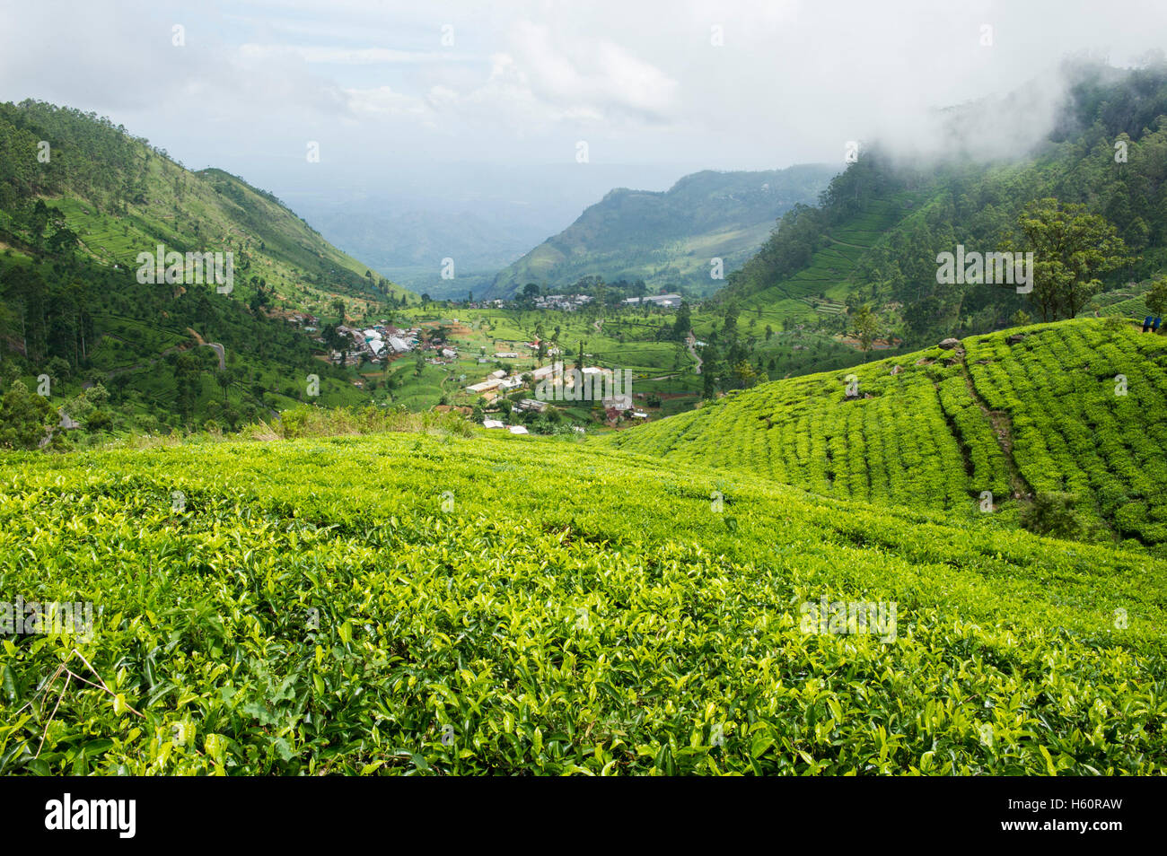 Views of tea plantations from Lipton's Seat, Dambatenne Tea Factory, Haputale, Sri Lanka Stock Photo