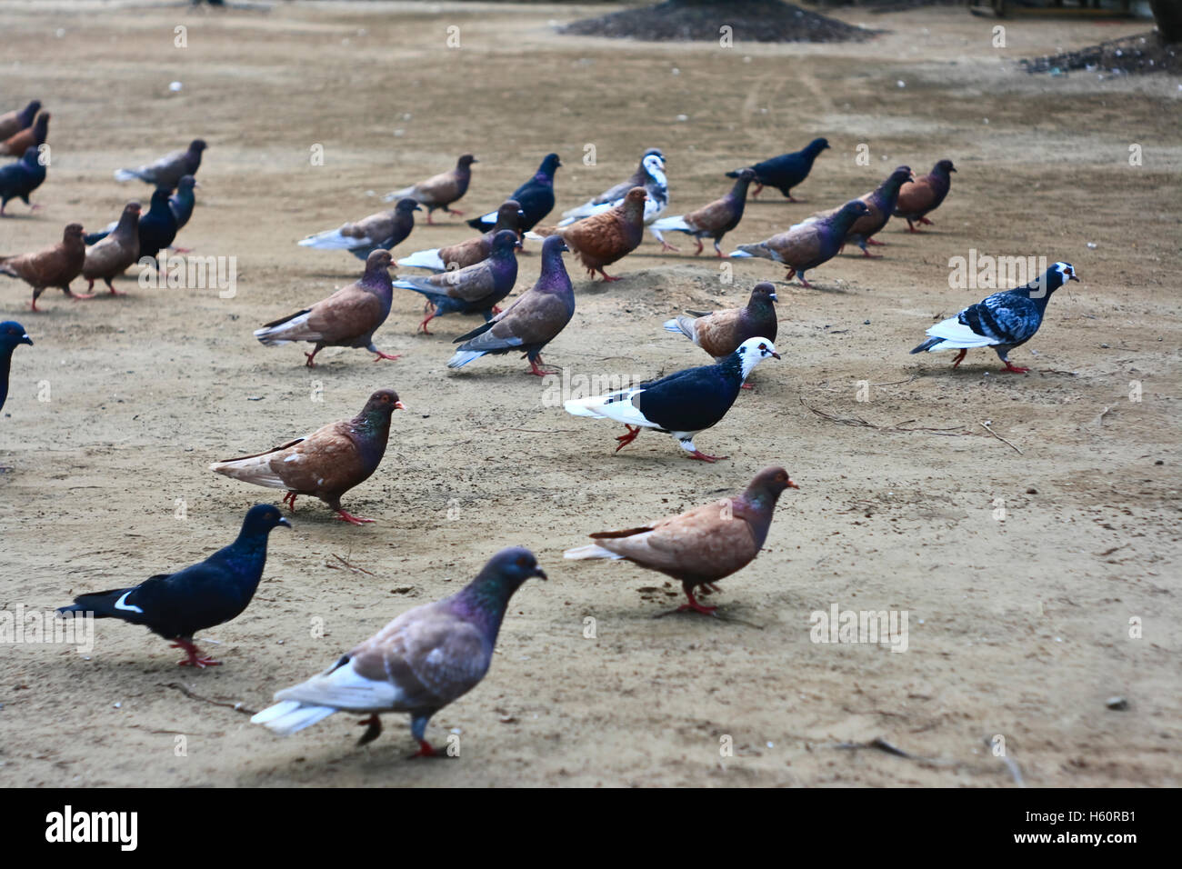 large group of pigeon in public garden in eastjava Indonesia Stock