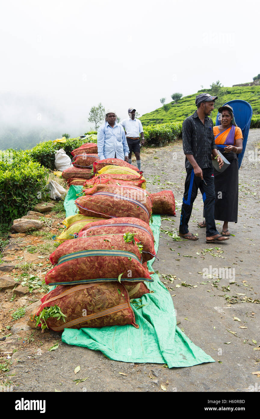 Tamil tea pickers at work, Dambatenne Tea Factory, Lipton's Seat, Haputale, Sri Lanka Stock Photo