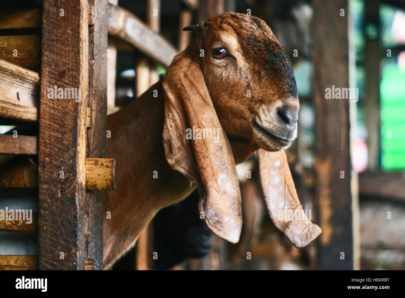 Goat head in the cage Stock Photo