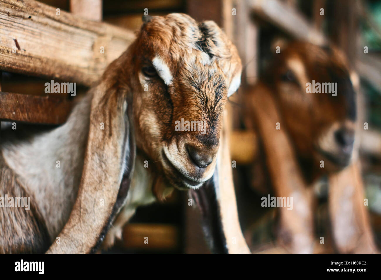 Goat in the cage Stock Photo