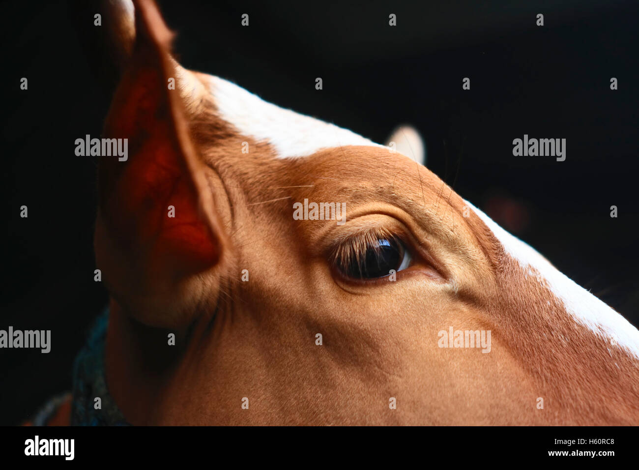 Cow in kediri eastjava Indonesia Stock Photo