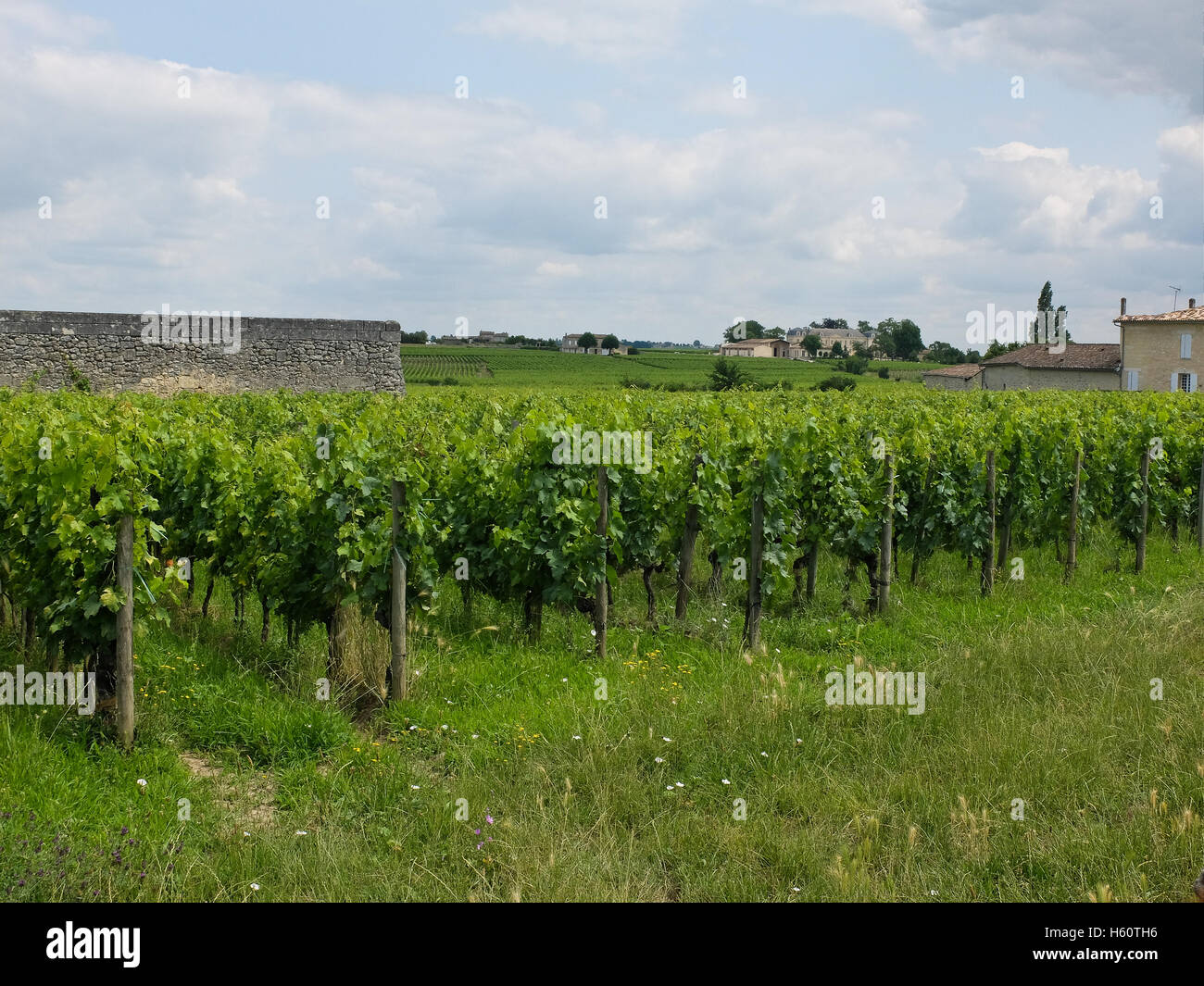 vineyards near sant Emilion in France,merlot Stock Photo
