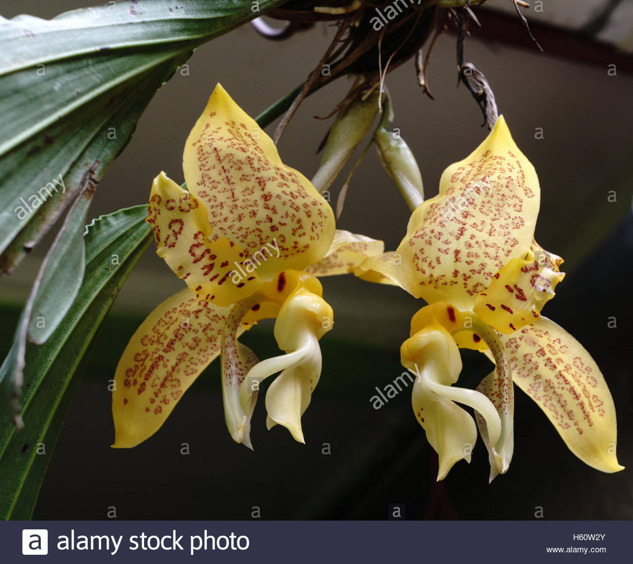 Stanhopea Orchid Stock Photos & Stanhopea Orchid Stock Images - Alamy