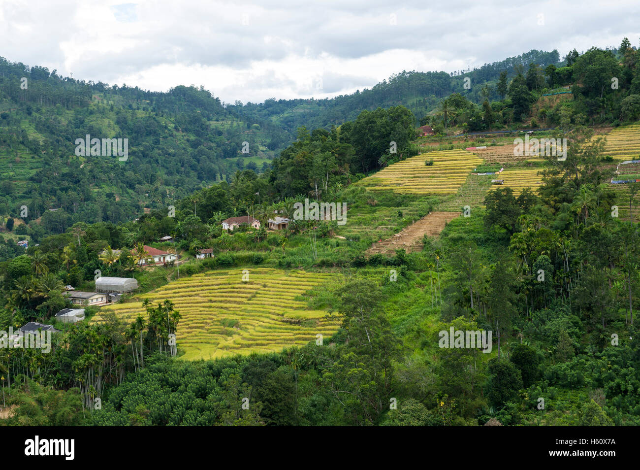 Tea plantations around Uva Halpewatte tea factory, Ella, Sri Lanka