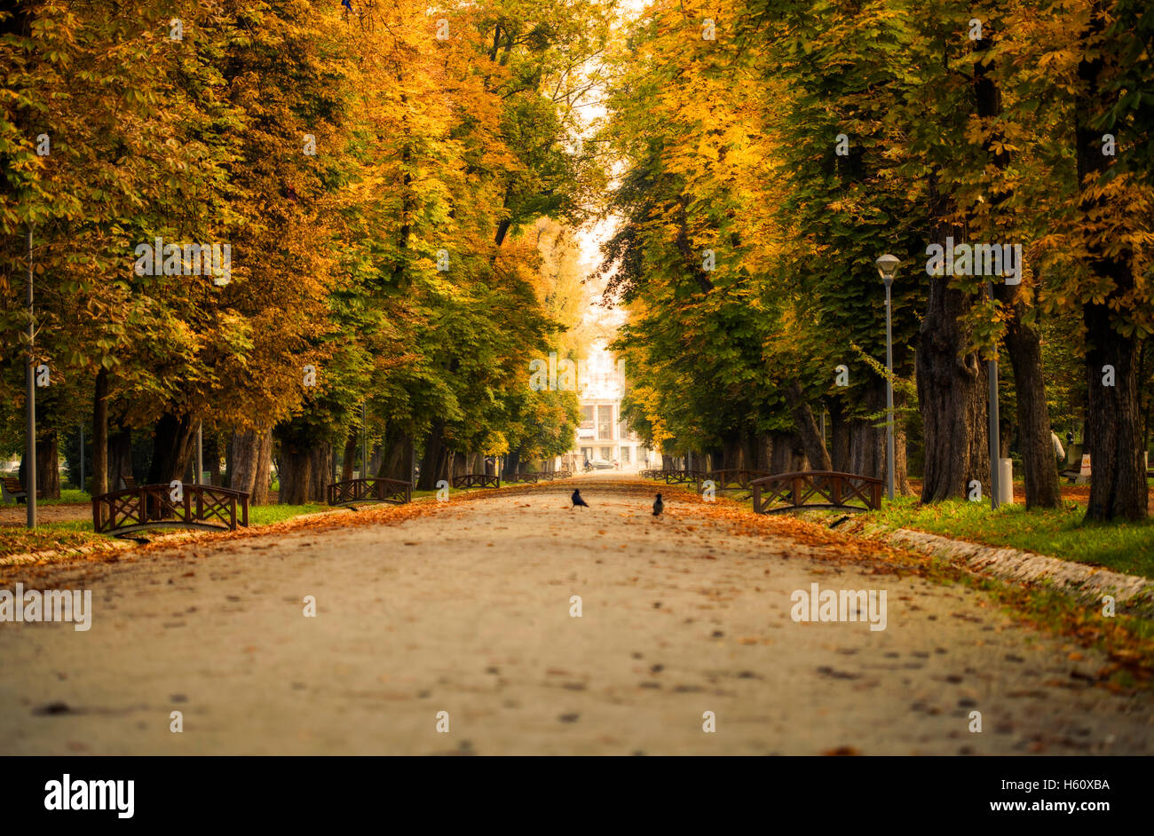 Path in the autum park Stock Photo - Alamy