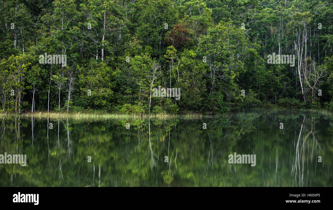 trees from a green forest reflecting in water Stock Photo - Alamy