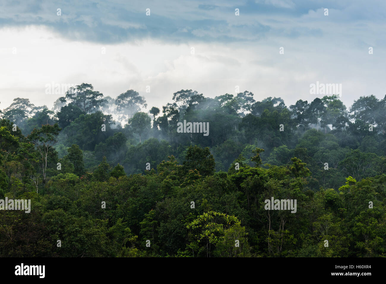 tropical rainforest,Khao Yai National Park Thailand Stock Photo