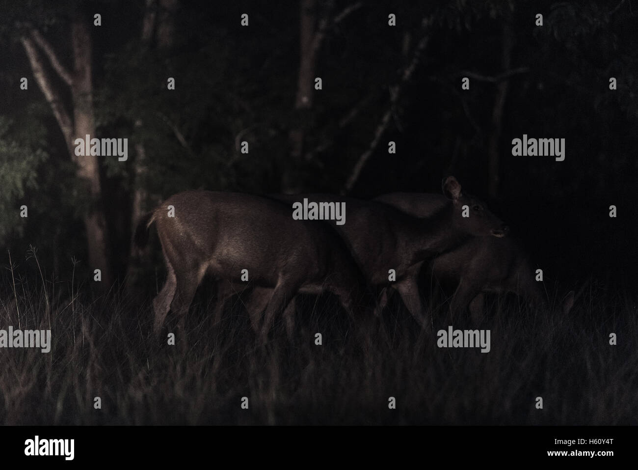 Deer at night Stock Photo Alamy