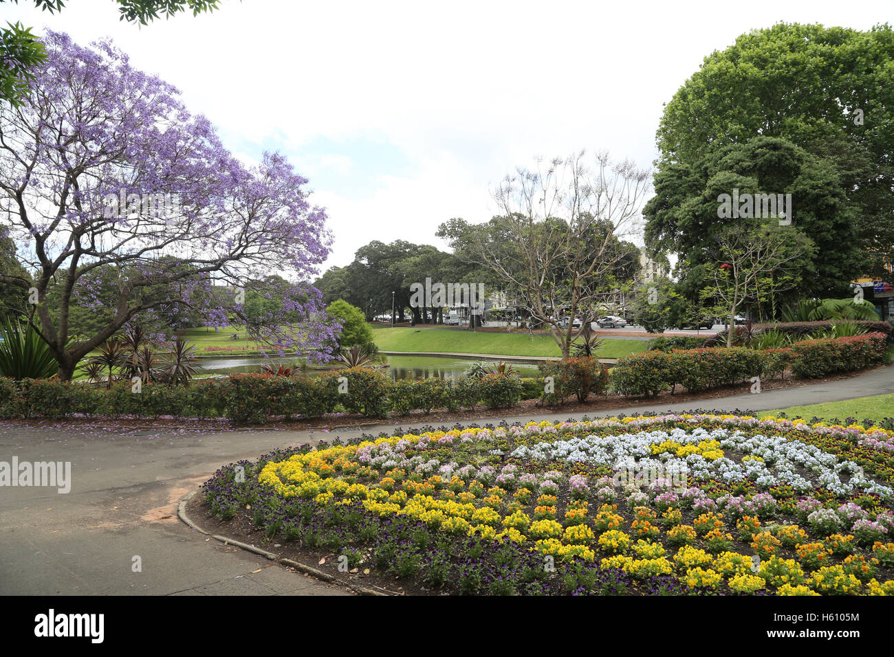 Flowers in Victoria Park, Camperdown in Sydney during Spring Stock