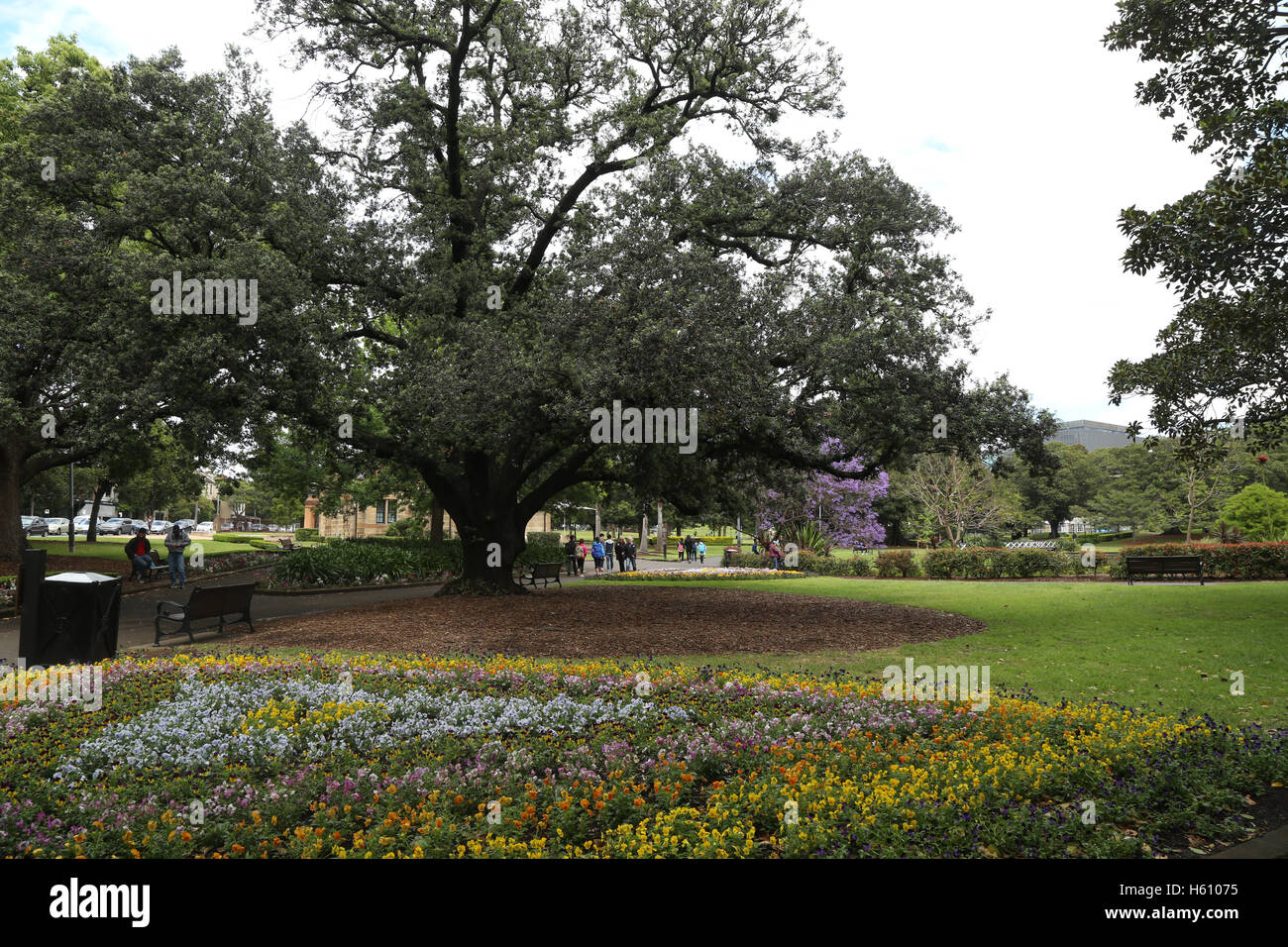 Flowers in Victoria Park, Camperdown in Sydney during Spring Stock