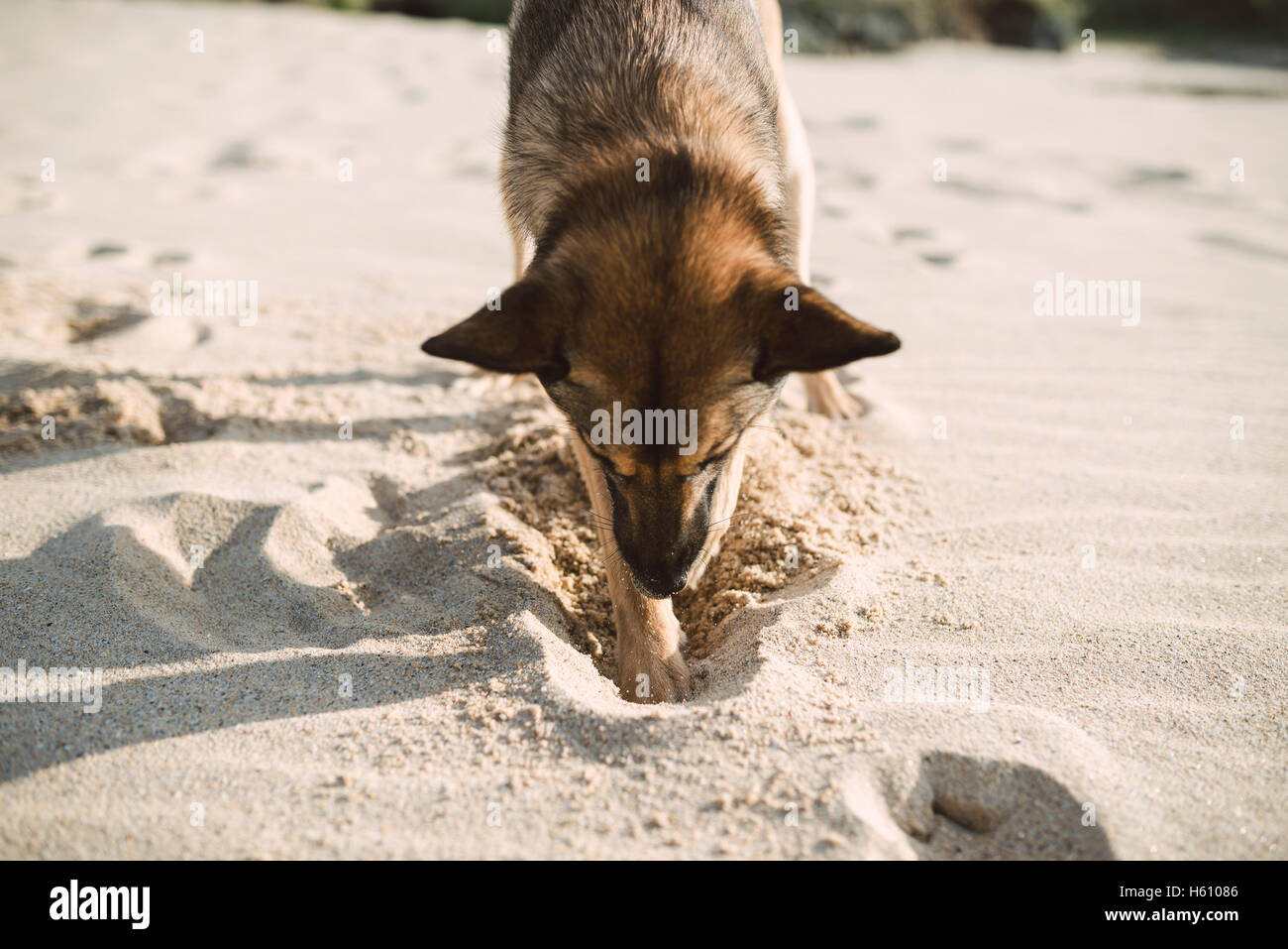 Mongrel dog digging in the sand of the beach. Stock Photo