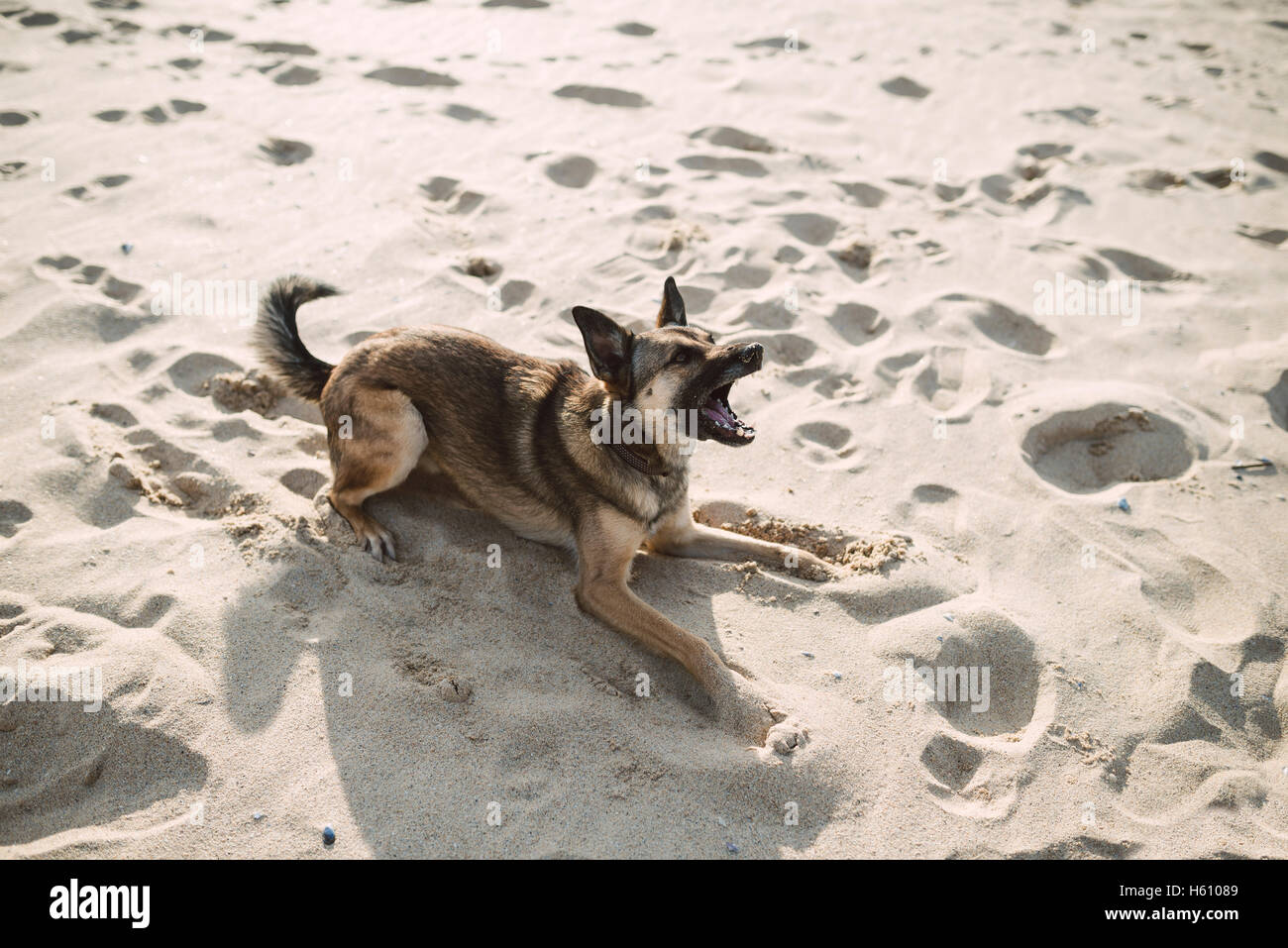 German shepherd dog playing on the beach. Dog is yawning. Stock Photo