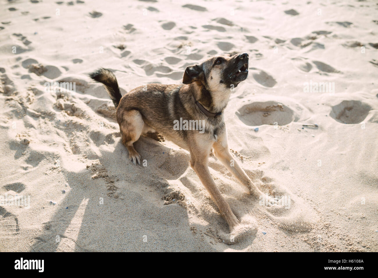 German shepherd dog playing on the beach. Dog is barking. Stock Photo
