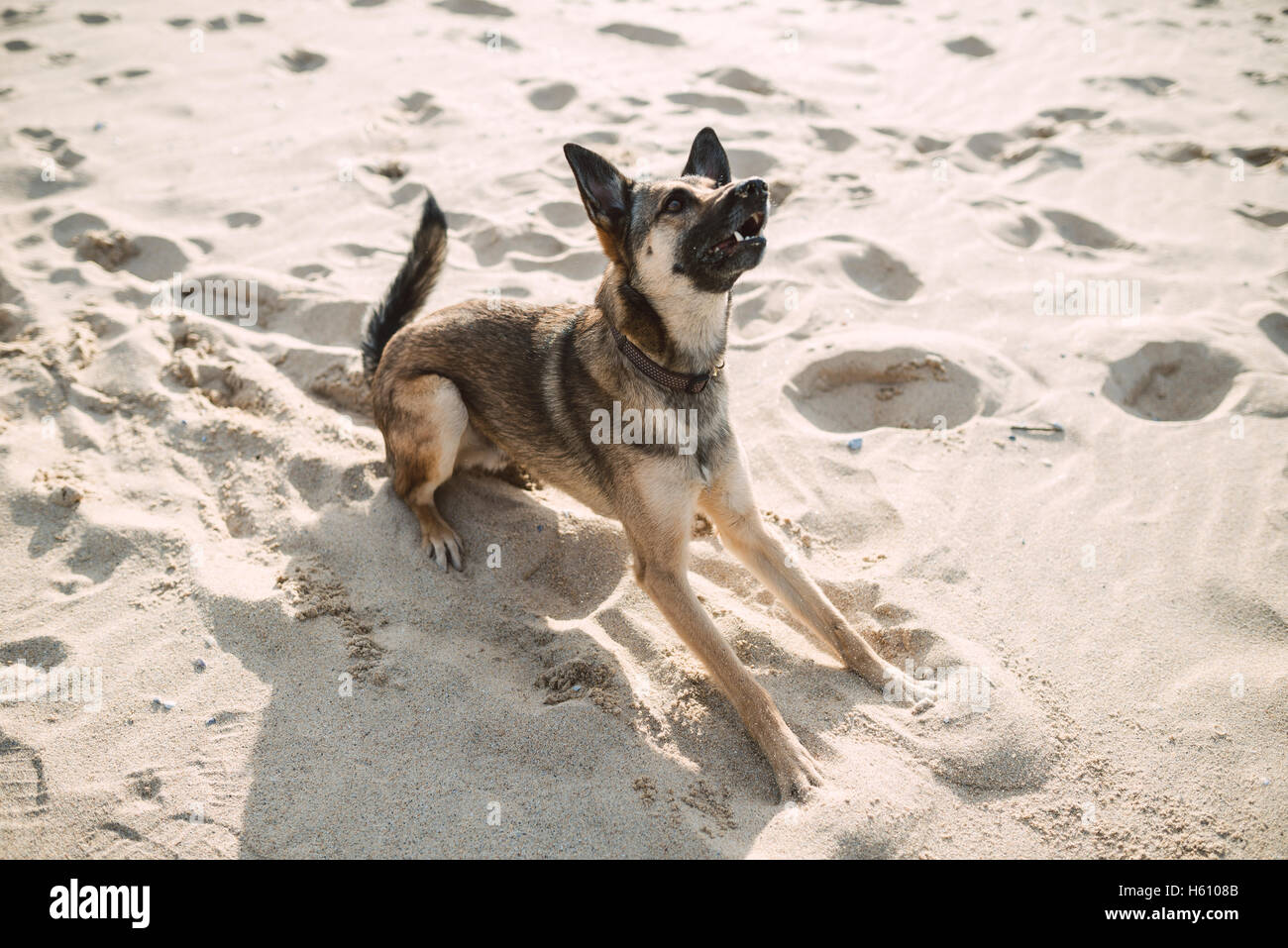 German shepherd dog playing on the beach. Dog is alert. Stock Photo