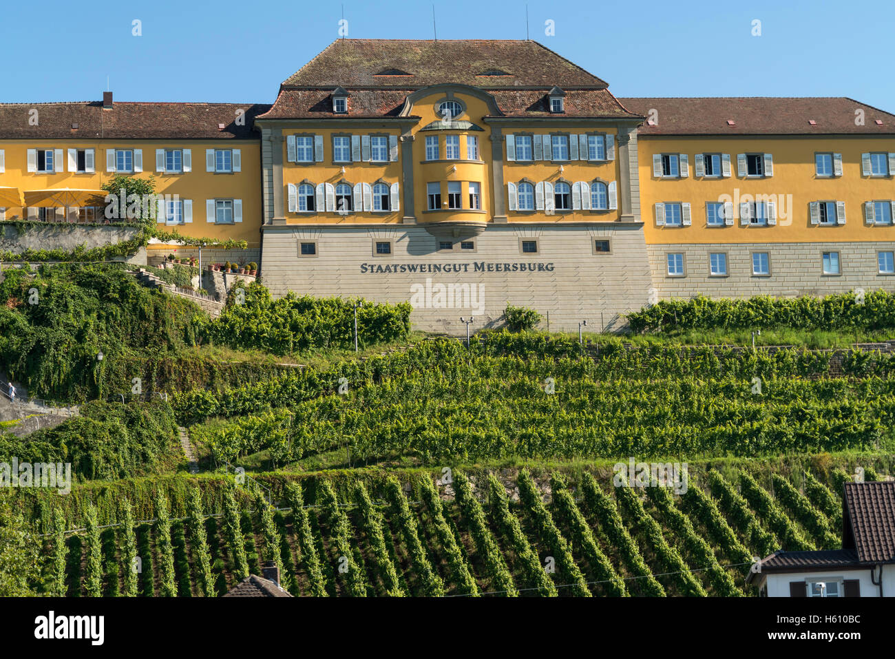 vineyard and Winery Staatsweingut Meersburg in Meersburg at Lake Constance,  Baden-Württemberg, Germany, Stock Photo
