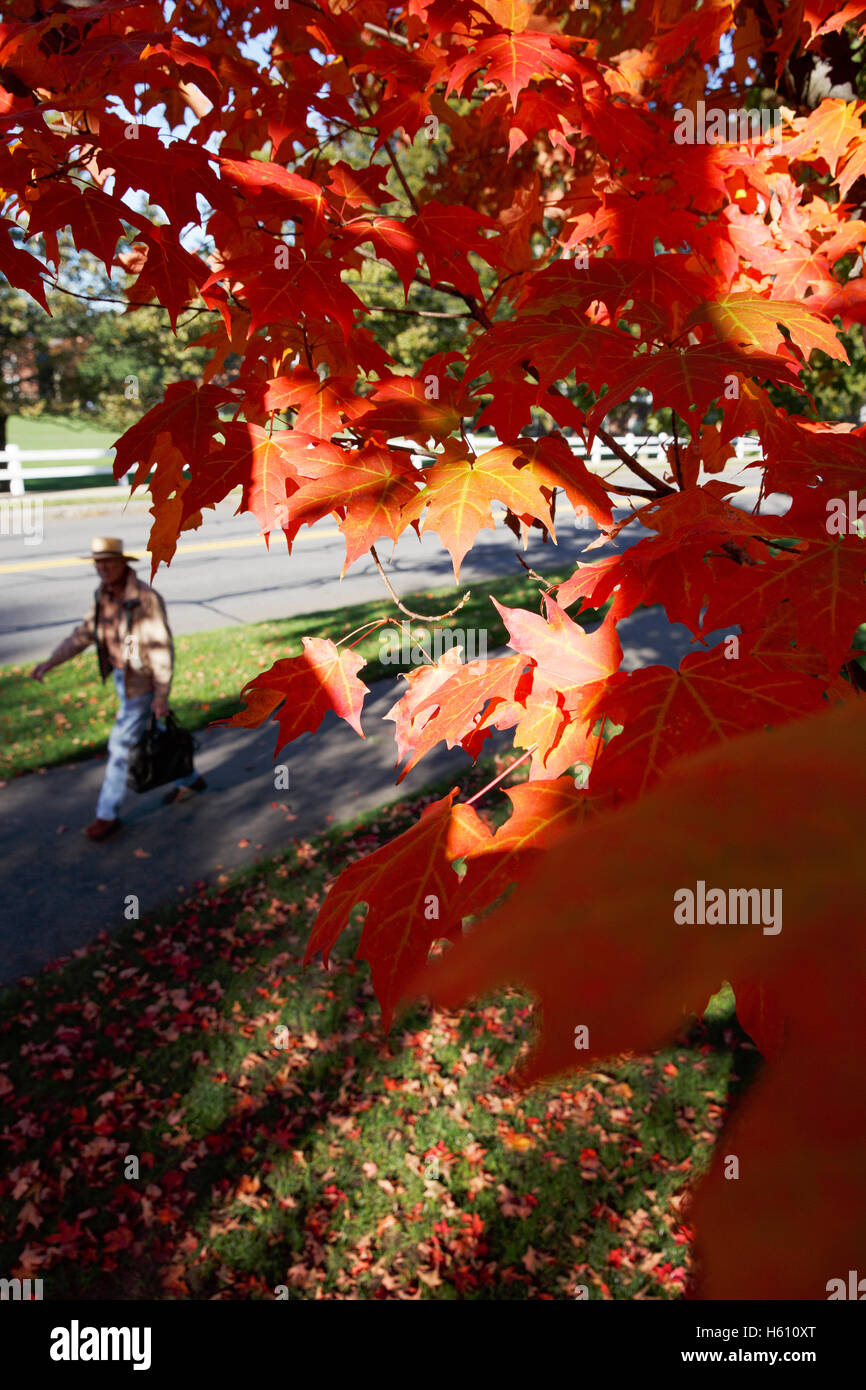 New England fall foliage Stock Photo