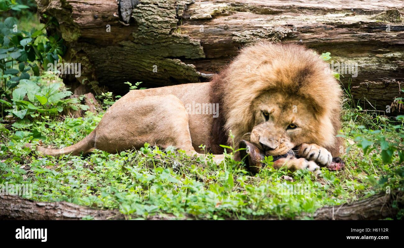 Horizontal close up of an African Lion. Stock Photo