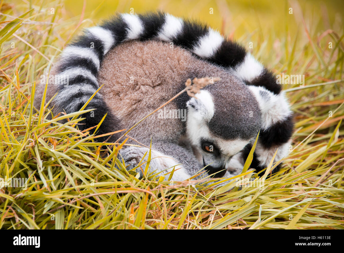 Horizontal close up of a ring-tailed Lemur curled up in a ball. Stock Photo
