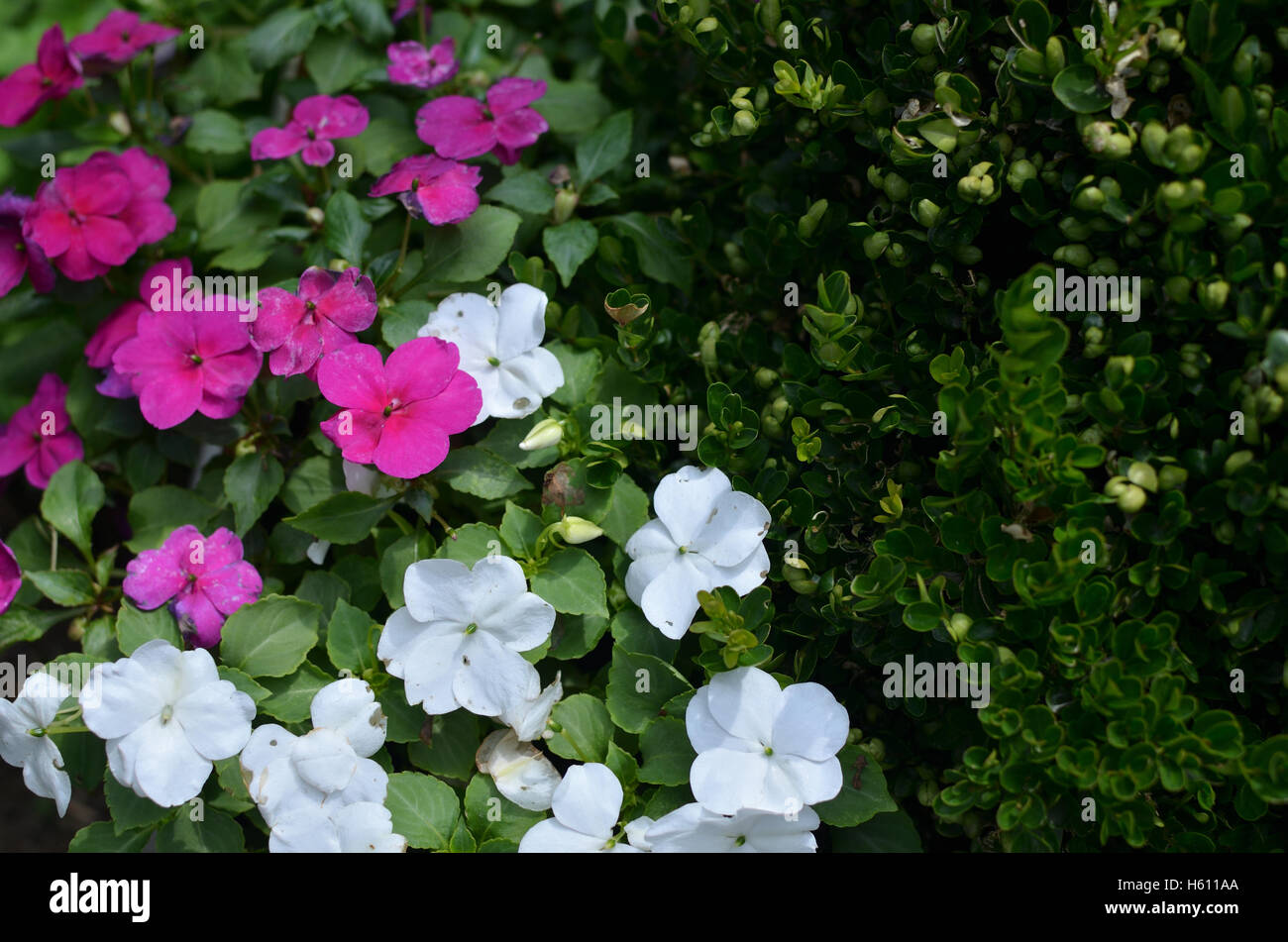 Closeup of bush of white and violet flowers in ornamental garden Stock Photo