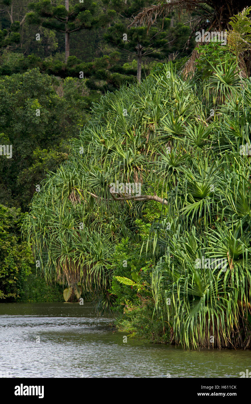 Hoomaluhia park botanical gardens hi-res stock photography and images -  Alamy
