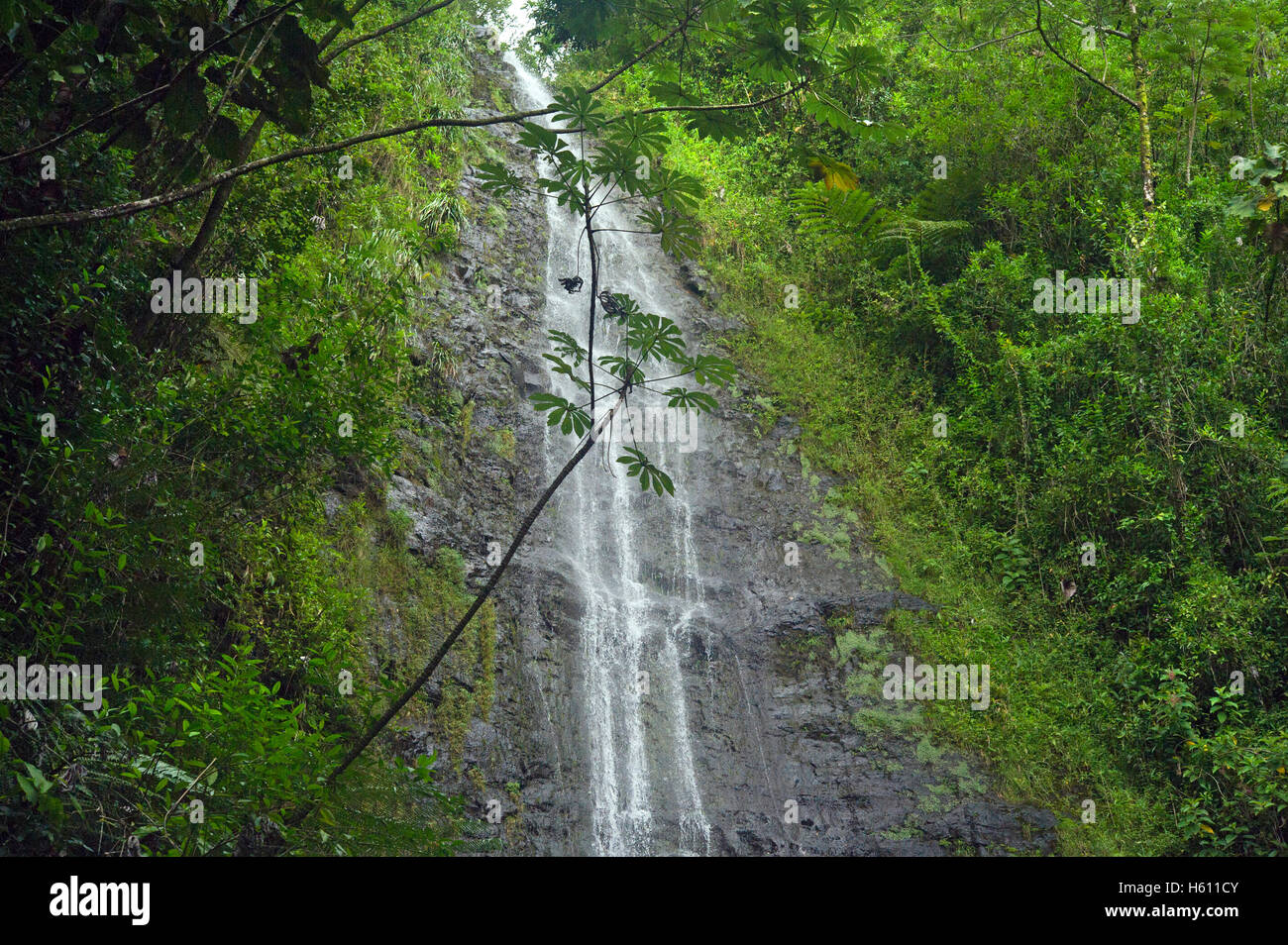 Manoa Falls waterfall in the jungle on Oahu Island, Hawaii Stock Photo