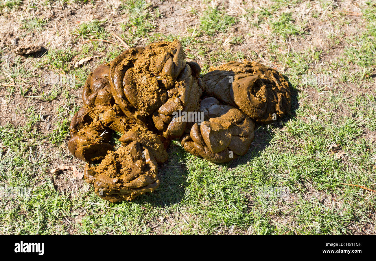 Cow dung, also known as cow pats, cow pies or cow manure, is the waste product of bovine animal species. Stock Photo